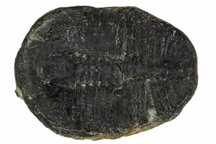 Elrathia Trilobite Fossil - Utah #108630